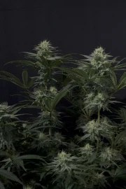 GG4 Sherbet FF – product view 4