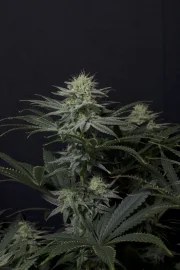 GG4 Sherbet FF – product view 5