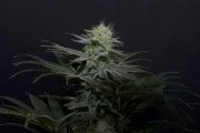 GG4 Sherbet FF – product view 6