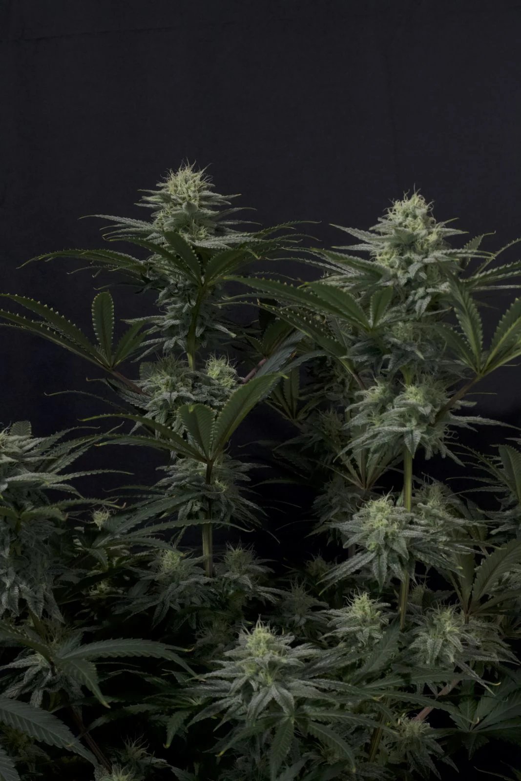GG4 Sherbet FF – FastBuds – Autoflowering