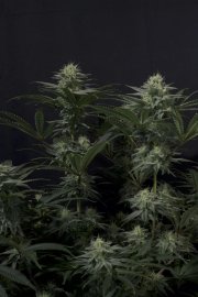 GG4 Sherbet FF – FastBuds – Autoflowering