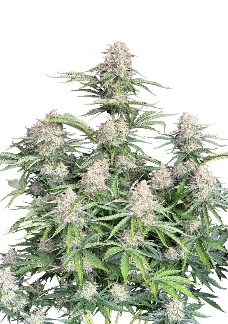 Moby Dick Auto – FastBuds – Autoflowering