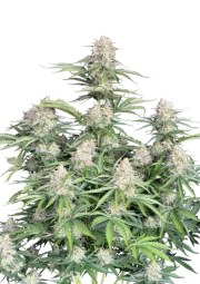 Moby Dick Auto – product view 1