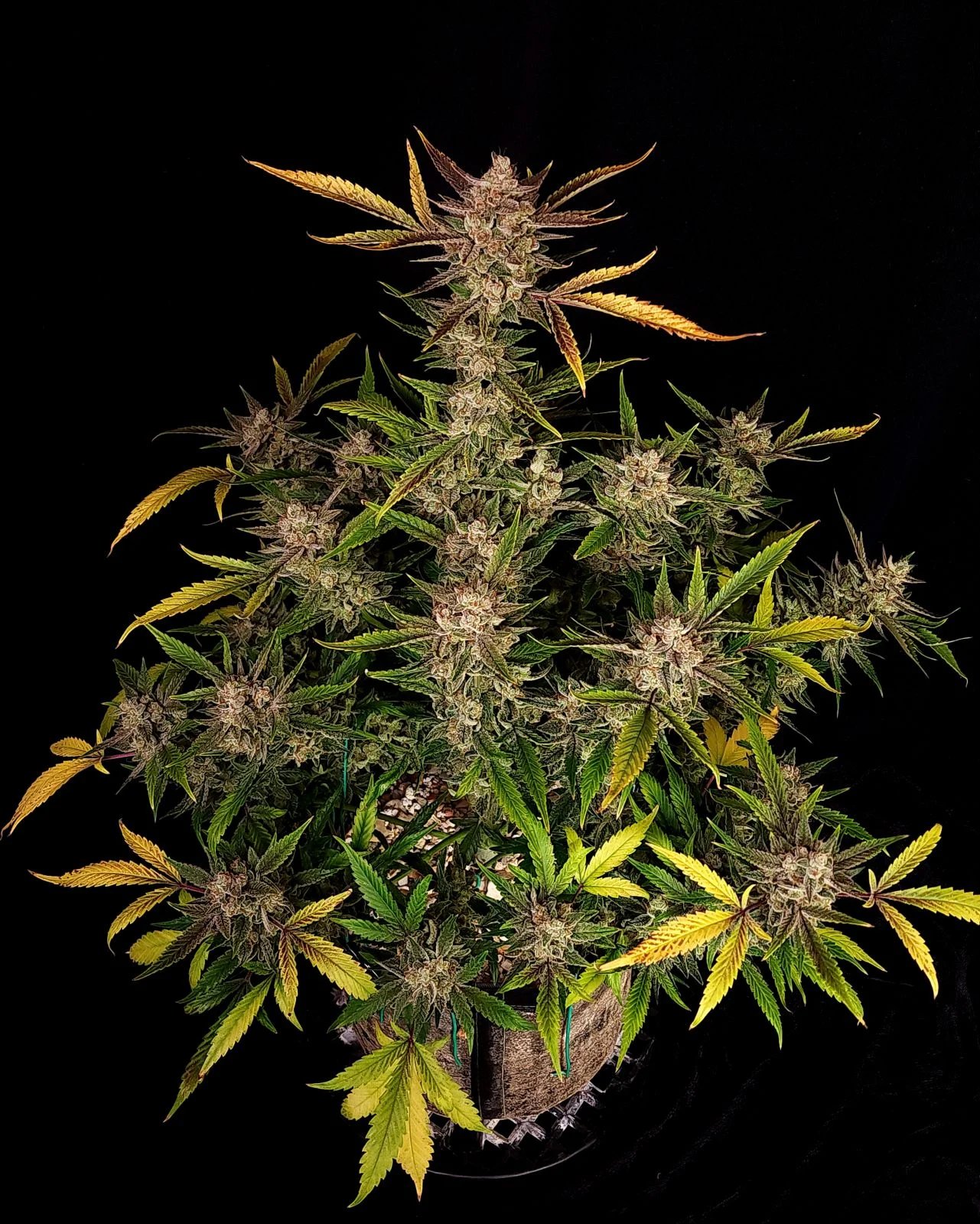 Ztrawberriez Auto – FastBuds – Autoflowering