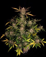 Ztrawberriez Auto – FastBuds – Autoflowering