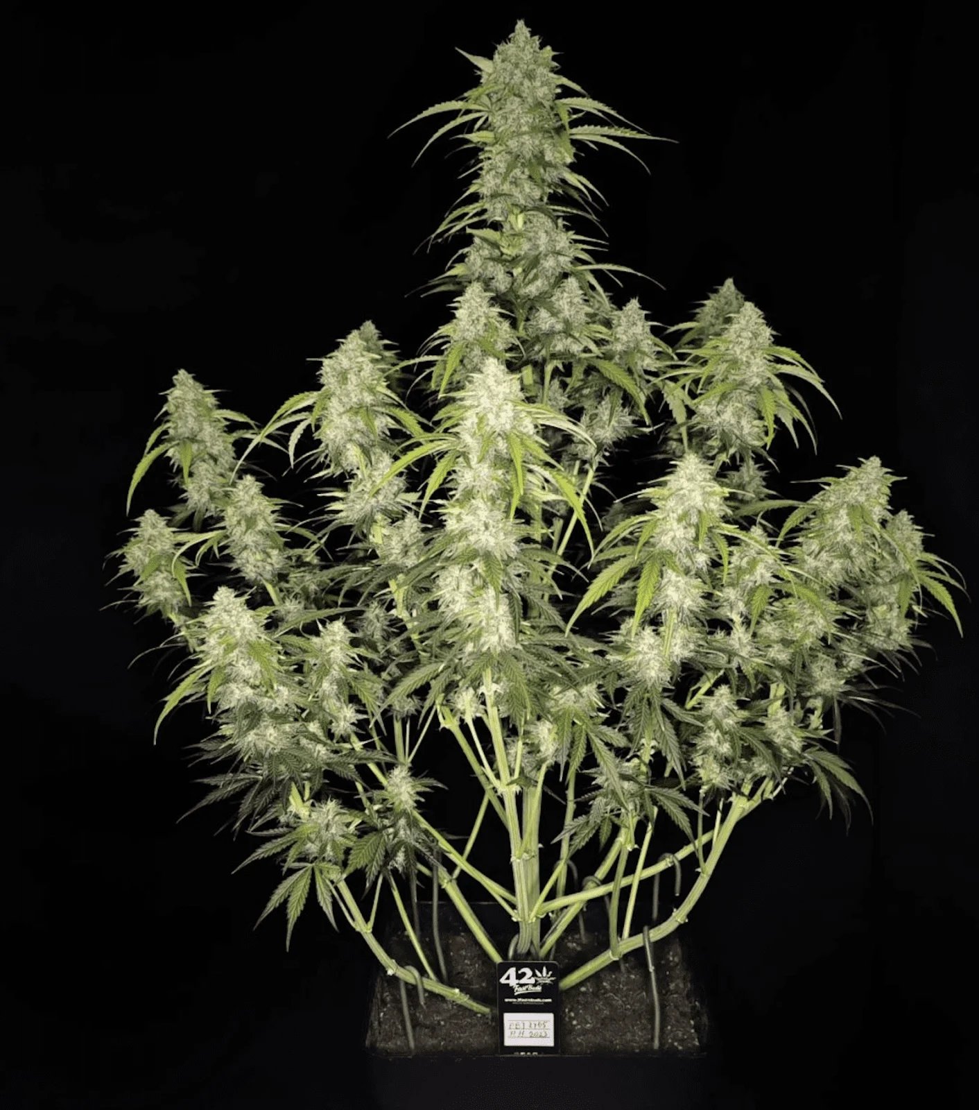 Papaya Cookies Auto™ – FastBuds – Autoflowering