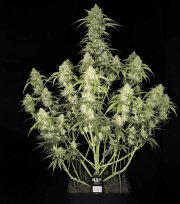 Papaya Cookies Auto™ – FastBuds – Autoflowering