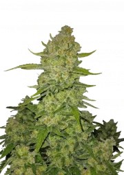 Papaya Cookies Auto™ – product view 1
