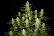 Papaya Cookies Auto™ – product view 2