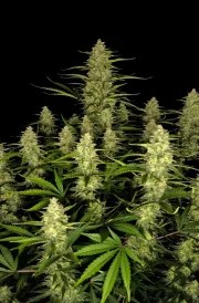 Papaya Cookies Auto™ – product view 3