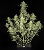 Papaya Cookies Auto™ – product view 4