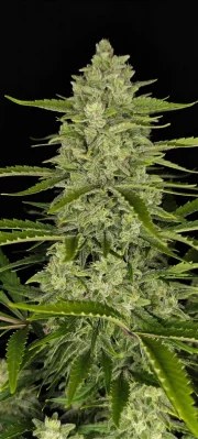 Papaya Cookies Auto™ – product view 5