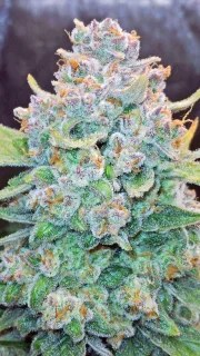 Papaya Cookies Auto™ – product view 6