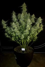 Papaya Cookies Auto™ – product view 7
