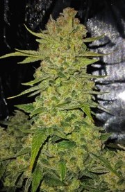 Papaya Cookies Auto™ – product view 8