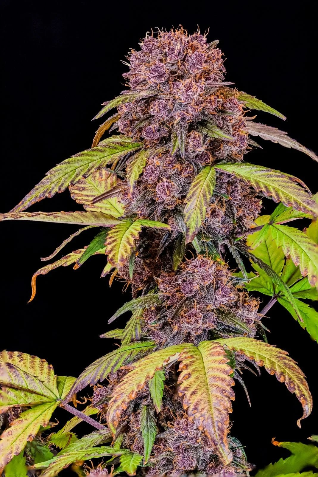 Lemon Cherry Cookies Auto – FastBuds – Autoflowering
