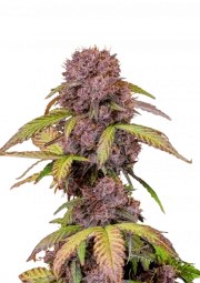 Lemon Cherry Cookies Auto – product view 1