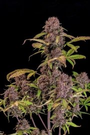 Lemon Cherry Cookies Auto – product view 2