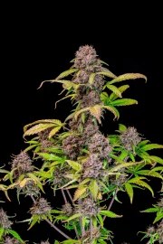 Lemon Cherry Cookies Auto – product view 3