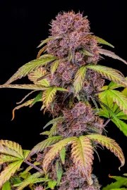 Lemon Cherry Cookies Auto – product view 4