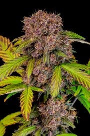 Lemon Cherry Cookies Auto – product view 5