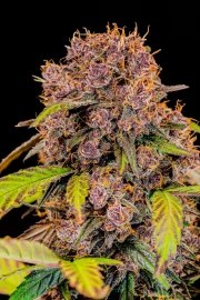Lemon Cherry Cookies Auto – product view 6