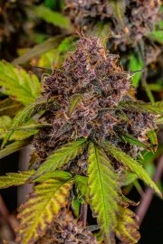 Lemon Cherry Cookies Auto – product view 7