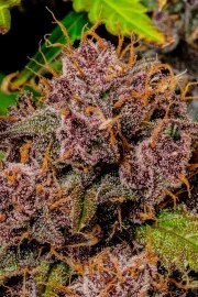 Lemon Cherry Cookies Auto – product view 8