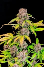 Lemon Cherry Cookies Auto – product view 9