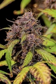 Lemon Cherry Cookies Auto – product view 10