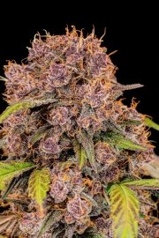 Lemon Cherry Cookies Auto – product view 11