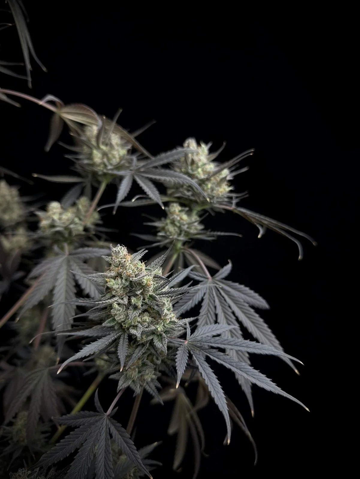Pound Cake Auto™ – FastBuds – Autoflowering
