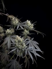 Pound Cake Auto™ – FastBuds – Autoflowering