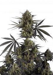 Pound Cake Auto™ – product view 1