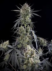 Pound Cake Auto™ – product view 3