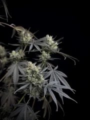 Pound Cake Auto™ – product view 5