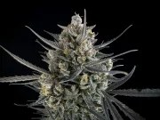 Pound Cake Auto™ – product view 6