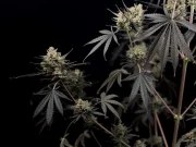 Pound Cake Auto™ – product view 7