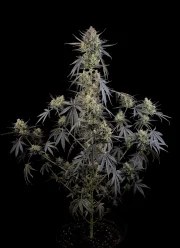 Pound Cake Auto™ – product view 8
