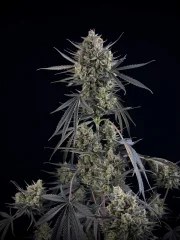 Pound Cake Auto™ – product view 9
