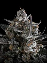 Pound Cake Auto™ – product view 10