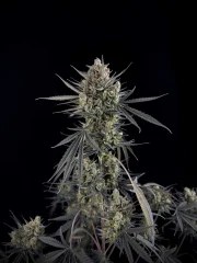 Pound Cake Auto™ – product view 11