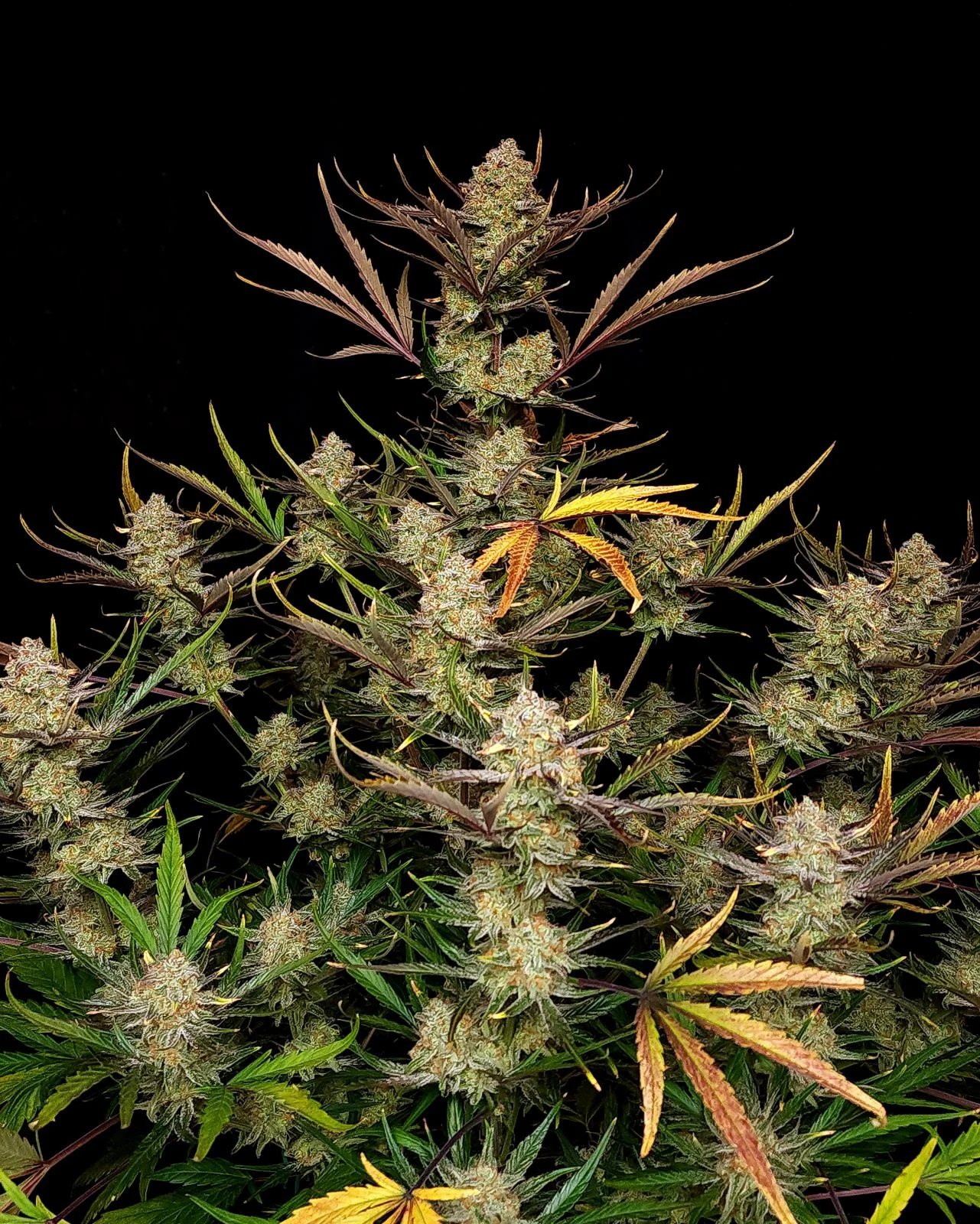 Apple Strudel Auto™ – FastBuds – Autoflowering