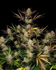 Apple Strudel Auto™ – FastBuds – Autoflowering
