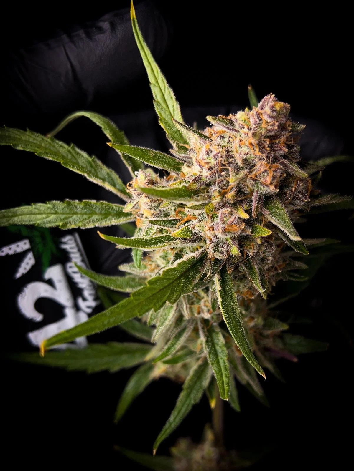 Guava Auto™ – FastBuds – Autoflowering