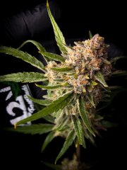 Guava Auto™ – FastBuds – Autoflowering