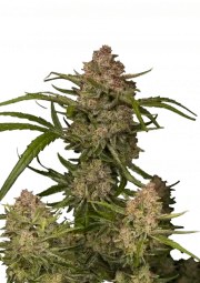 Guava Auto™ – product view 1
