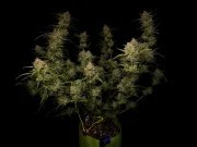 Guava Auto™ – product view 2