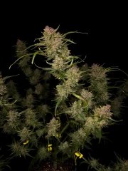 Guava Auto™ – product view 3