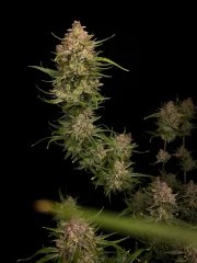 Guava Auto™ – product view 4